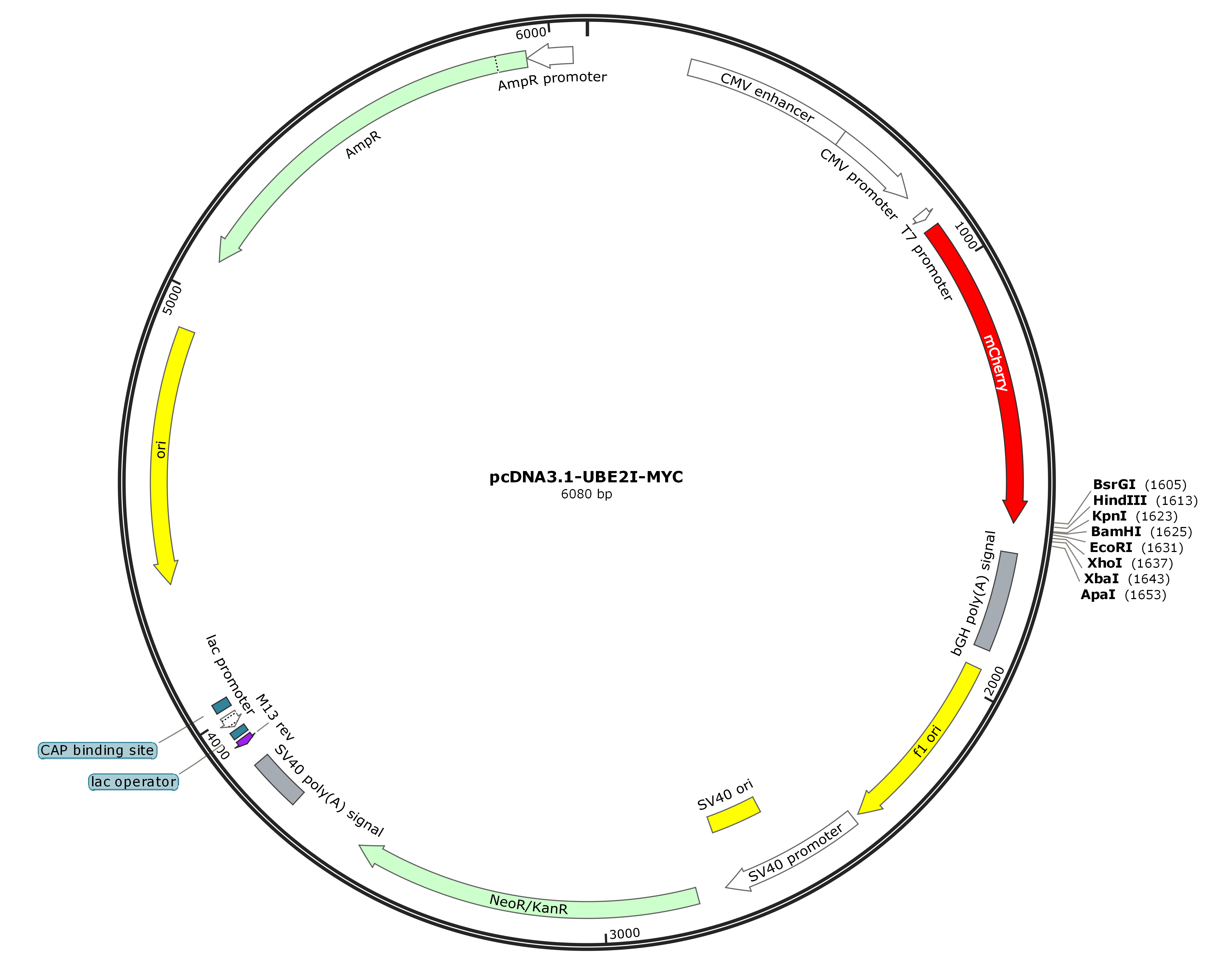pcDNA3.1-mCherry-MCS